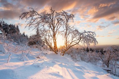 Kış manzarası, gün batımı ve karla kaplı ağaçlar. Taunus Dağları Feldberg 'de kış manzarası Hesse.,