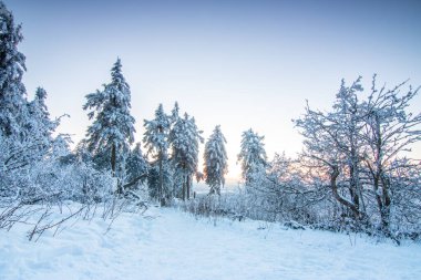 Kış manzarası, gün batımı ve karla kaplı ağaçlar. Taunus Dağları, Hesse, Almanya Feldberg 'de kış manzarası