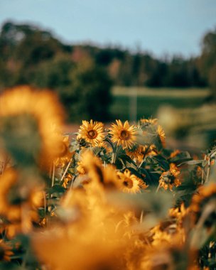 Güneş ışığında bir ayçiçeği tarlası. Yüksek kalite fotoğraf