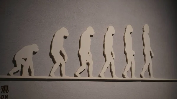Evolution of apes to man
