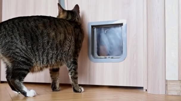 Cat Enters Cat Door — Stok video