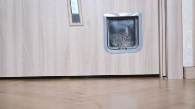 The cat enters the cat door