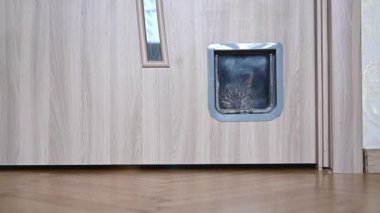The cat enters the cat door