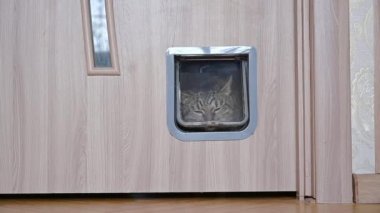 The cat enters the cat door