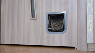 The cat enters the cat door