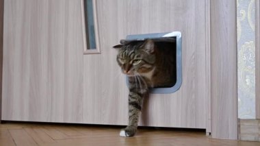 The cat enters the cat door