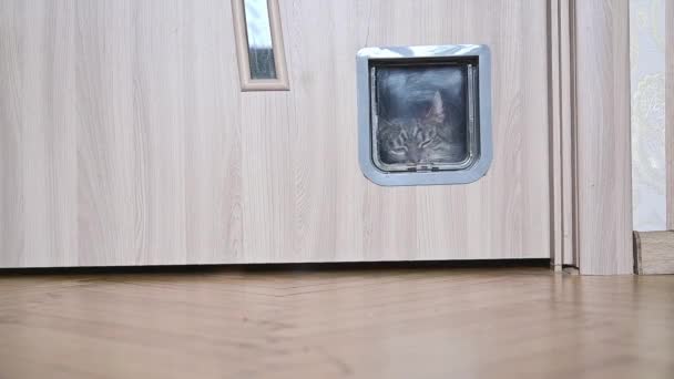 Cat Enters Cat Door — Stok video