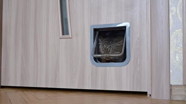 Cat Enters Cat Door — Wideo stockowe