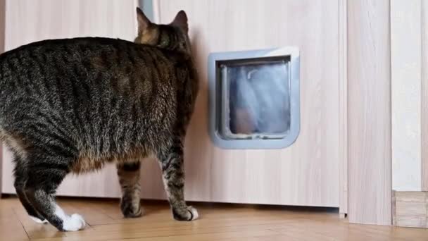 Cat Enters Cat Door — Stockvideo