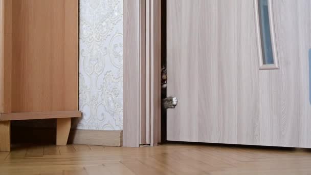 Cat Enters Cat Door — Stok Video