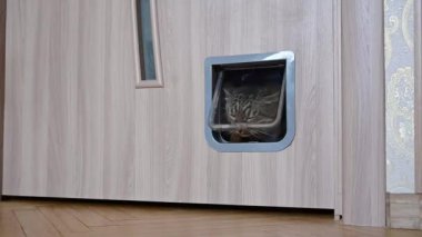 Kedi kedi kedi kapısından girer. Yüksek kaliteli FullHD görüntüler