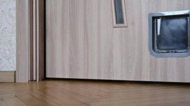 Kedi kedi kedi kapısından girer. Yüksek kaliteli FullHD görüntüler