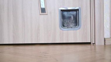 Kedi kedi kedi kapısından girer. Yüksek kaliteli FullHD görüntüler
