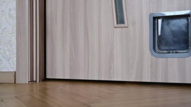 Kedi kedi kedi kapısından girer. Yüksek kaliteli FullHD görüntüler