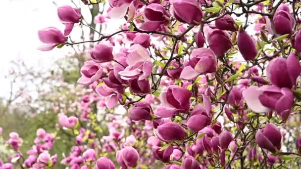 Kwiaty Pąki Bordowej Magnolii Drzewie Wiosennym Ogrodzie Botanicznym Deszczu Pochmurna — Wideo stockowe