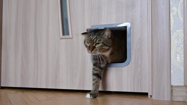 Gato Entra Porta Gato Imagens Fullhd Alta Qualidade — Vídeo de Stock