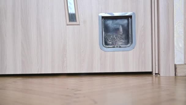 Kucing Itu Masuk Lewat Pintu Kucing Rekaman Fullhd Berkualitas Tinggi — Stok Video