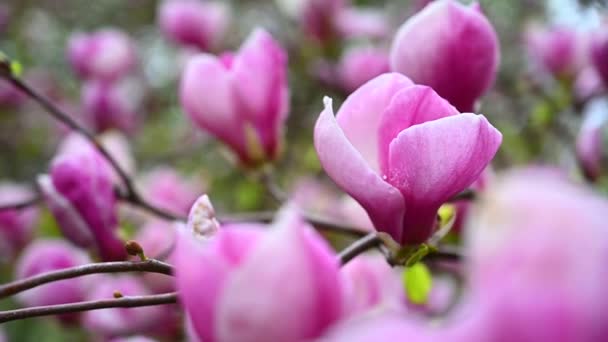 Flores Botões Magnólia Borgonha Uma Árvore Jardim Botânico Primavera Depois — Vídeo de Stock