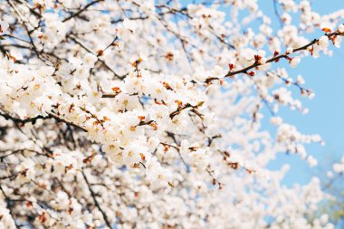 Güzel çiçekler. Bahar ve yaz çiçekleri. Botanik. Sıcacık. Bitkiler
