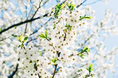Güzel çiçekler. Bahar ve yaz çiçekleri. Botanik. Sıcacık. Bitkiler