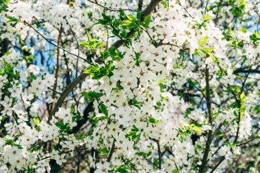 Güzel çiçekler. Bahar ve yaz çiçekleri. Botanik. Sıcacık. Bitkiler