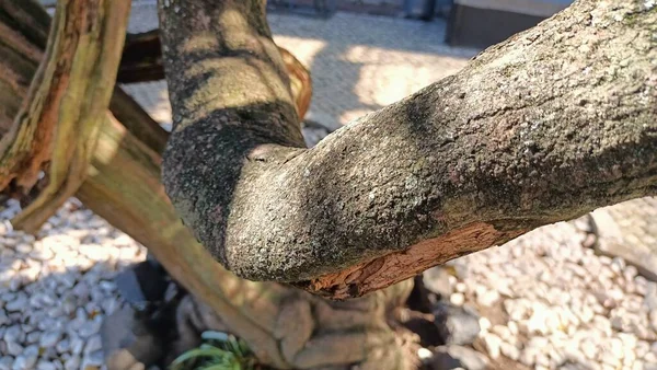 Árbol Viejo Torcido Torcido Crece Patio Casa Entre Las Piedras —  Fotos de Stock