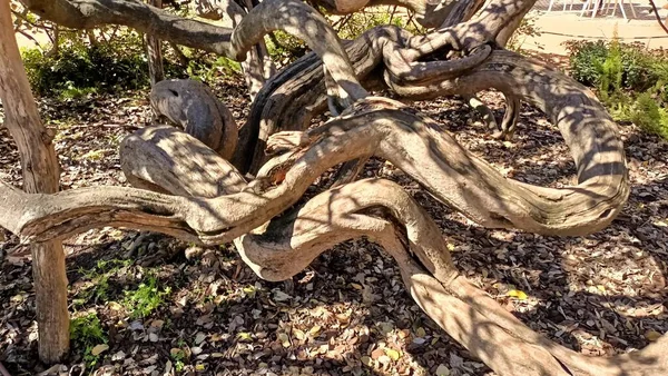 Crooked Tree Many Stems Grows Park High Quality Photo — Stockfoto