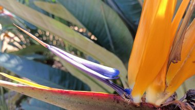 Large blue and orange flower from the subtropics. High quality photo