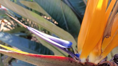 Large blue and orange flower from the subtropics. High quality photo
