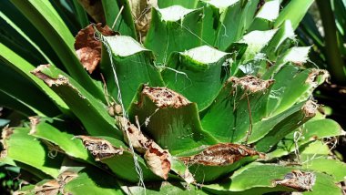 Upper part of a palm tree stem with cut off old leaves. High quality photo