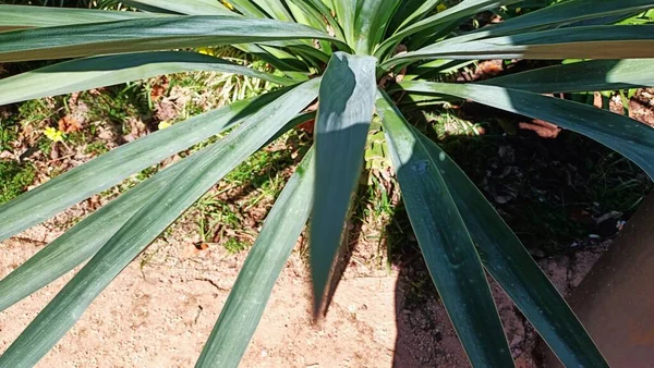 Long Narrow Leafed Plant Grows Subtropics Portugal High Quality Photo — стокове фото