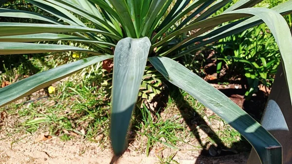Long and narrow leafed plant that grows in the subtropics in Portugal. High quality photo