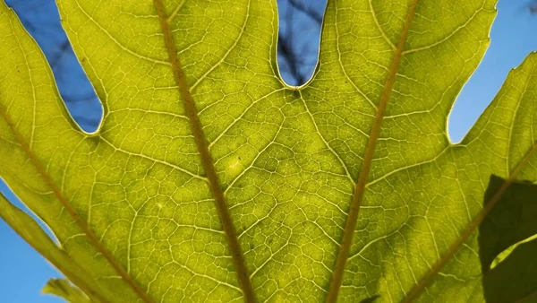 Solljus Skiner Genom Ett Stort Löv Som Avslöjar Konsistens Och — Stockfoto