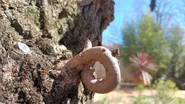 A small branch twisted into a circle and then it was cut off, leaving a small piece sticking out. High quality photo