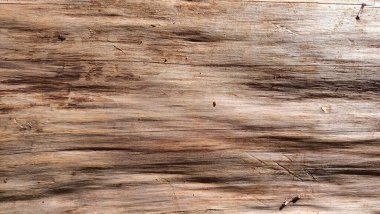 Texture of a smooth piece of wood without peel. High quality photo
