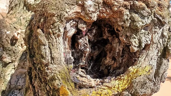 Kalın Bir Dalın Kesildiği Yerdeki Eski Bir Ağacın Gövdesinde Bir — Stok fotoğraf