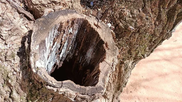 Hollow Has Formed Trunk Old Tree Place Thick Branch Cut — Stockfoto