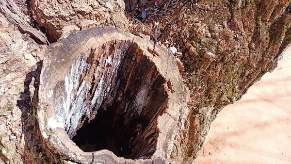 Kalın Bir Dalın Kesildiği Yerdeki Eski Bir Ağacın Gövdesinde Bir — Stok fotoğraf