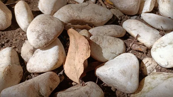 White Stones Lie Tree Dry Leaves Tree Lie Them High —  Fotos de Stock