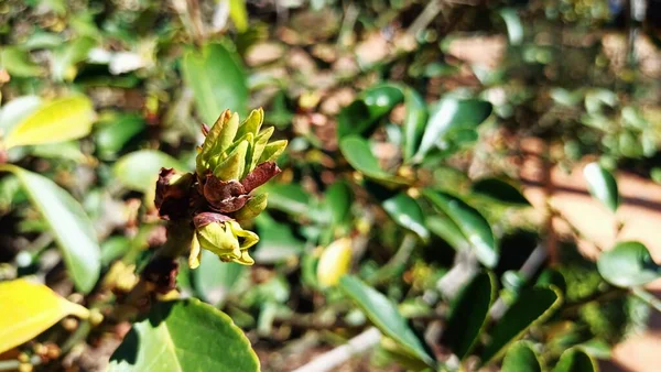 Young Green Buds Leaves Open Arrival Spring Warm Weather High — Stock Photo, Image