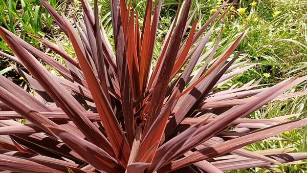 Plante Tropicale Aux Feuilles Vertes Rouges Arbuste Jardin Feuilles Persistantes — Photo