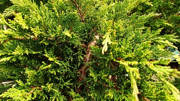 Fluffig Vintergrön Växt Thuja Från Familjen Barrträd Solens Strålar Högkvalitativt — Stockfoto