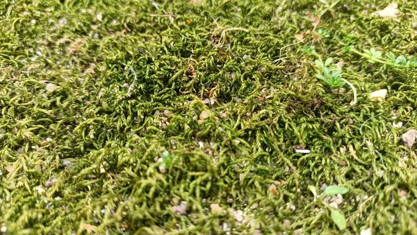 Fluffy Green Moss Grows North Wall House High Quality Photo — Φωτογραφία Αρχείου