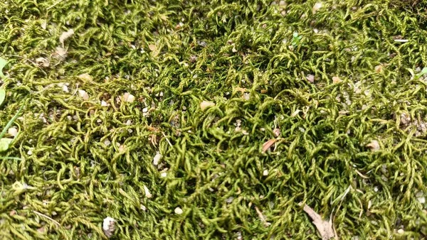 Fluffy Green Moss Grows North Wall House High Quality Photo — Φωτογραφία Αρχείου