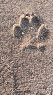 Dogs paw print left on the sand on the beach in Lisbon. High quality photo