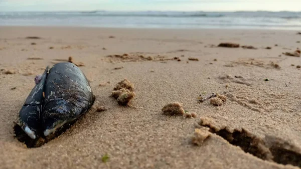 stock image Open mussels lie on wet sand near Lisbon on the ocean. High quality photo