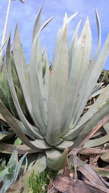giant aloe grows near the ocean shore in Lisbon photo taken against the blue sky. High quality photo