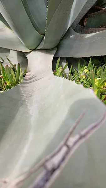 Spiked Leaves Giant Aloe Shot Close Range Macro Shooting High — Stockfoto