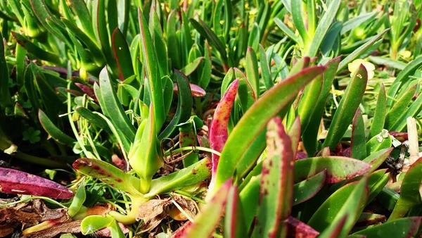 Zamatos Családból Származó Növények Tavasszal Nagy Virágokat Bocsátottak Óceán Partján — Stock Fotó