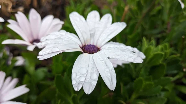 Белые Большие Цветы Растут Обочине Дороги Высокое Качество Фото — стоковое фото